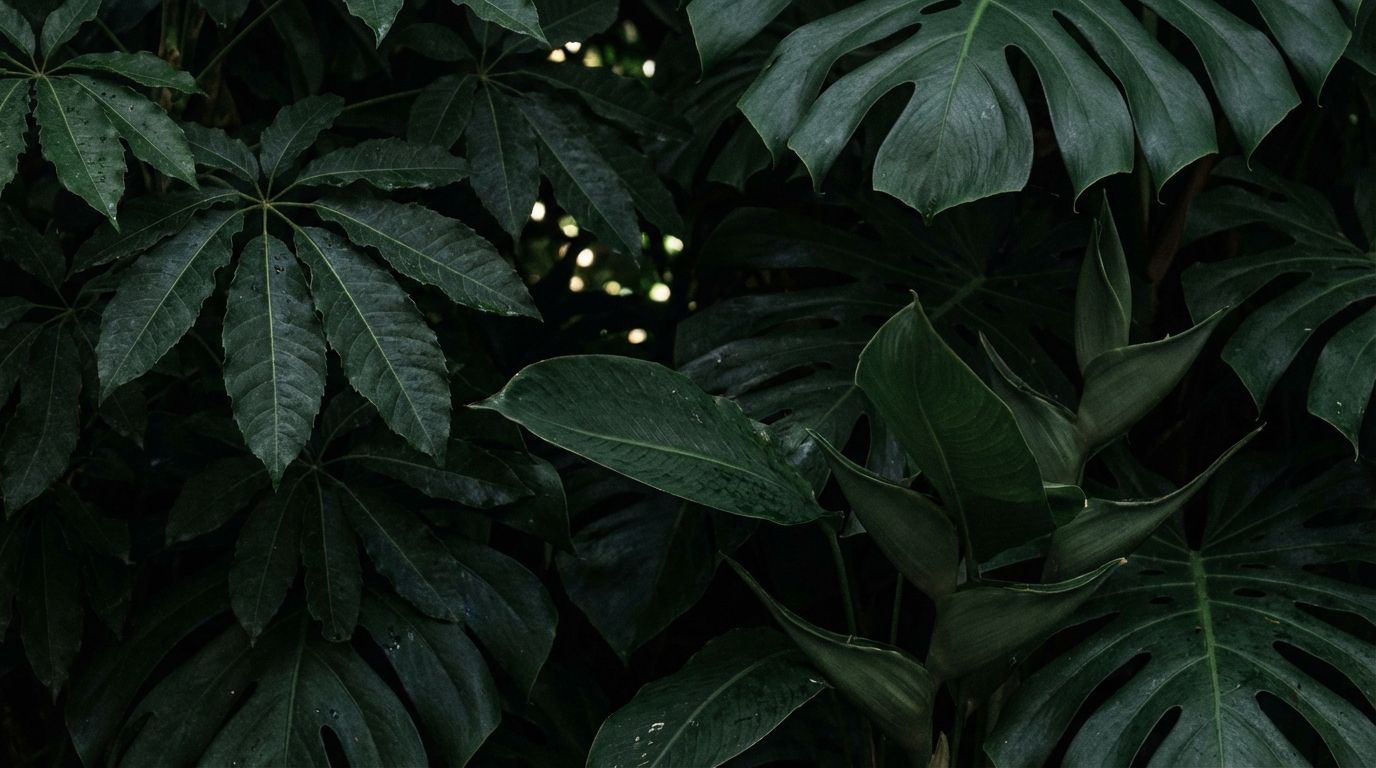 Casa Arkaana — Mayan Jungle