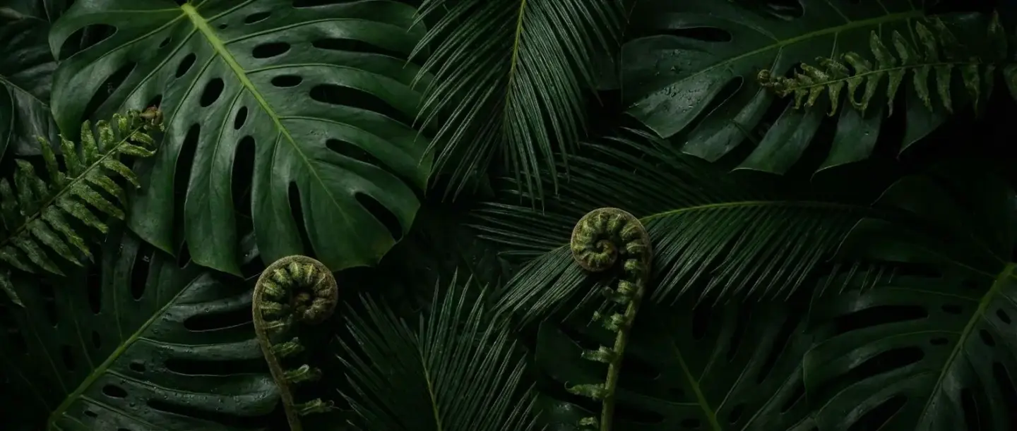 Lush jungle leaf at Casa Arkaana